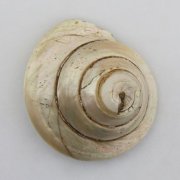 Раковина брюхоногого моллюска