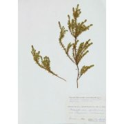 Гербарный лист. Водяника сибирская