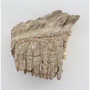 Фрагмент зуба мамонта