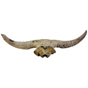 Фрагмент черепа бизона