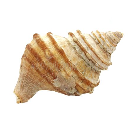 Раковина брюхоногого моллюска