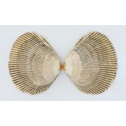 Раковина двустворчатого моллюска