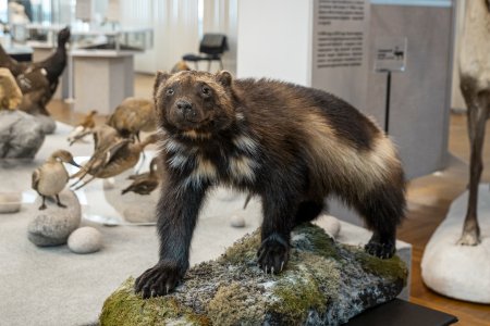 ЧУЧЕЛО РОСОМАХИ